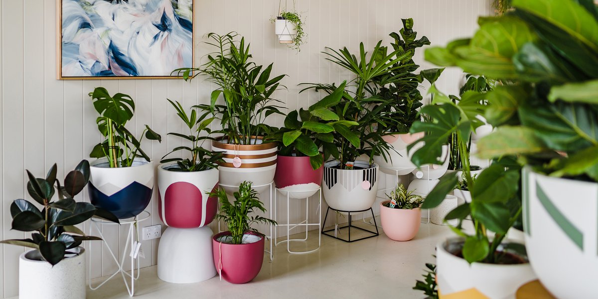 Beneficios de tener plantas en casa | Suyapa Medios